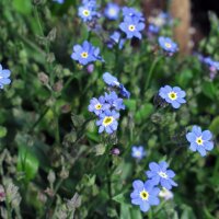 Wald-Vergissmeinnicht (Myosotis sylvatica) Samen