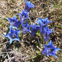 Kochscher Enzian / Stengelloser Enzian (Gentiana acaulis)...