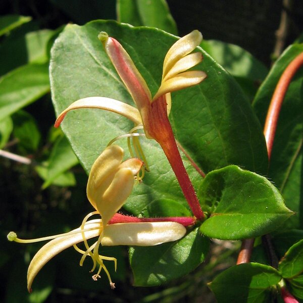 Wald-Geißblatt (Lonicera periclymenum) Samen