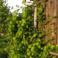 Wald-Geißblatt (Lonicera periclymenum) Samen