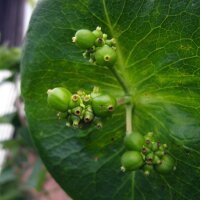 Wald-Geißblatt (Lonicera periclymenum) Samen