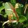 Wald-Geißblatt (Lonicera periclymenum) Samen