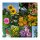 Schnell wachsende Blumen - Samen-Geschenkset