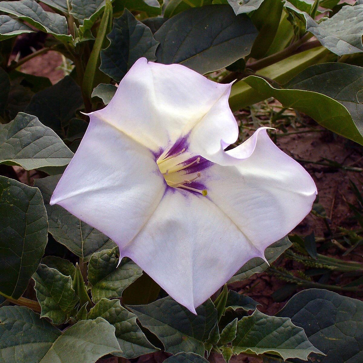 magnolie düngen zeitpunkt Purgrün Magnoliendünger 1 Liter main image 0
