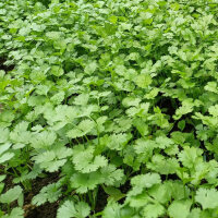Cilantro / Blatt-Koriander Caribe (Coriandrum sativum) Bio Saatgut