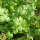 Cilantro / Blatt-Koriander Caribe (Coriandrum sativum) Bio Saatgut