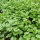 Cilantro / Blatt-Koriander Caribe (Coriandrum sativum) Bio Saatgut
