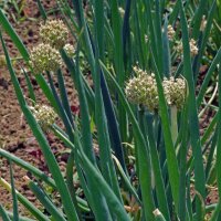 Lauchzwiebel White Lisbon  (Allium fistulosum) Bio Saatgut