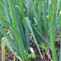 Lauchzwiebel White Lisbon  (Allium fistulosum) Bio Saatgut