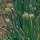 Lauchzwiebel White Lisbon  (Allium cepa) Bio Saatgut