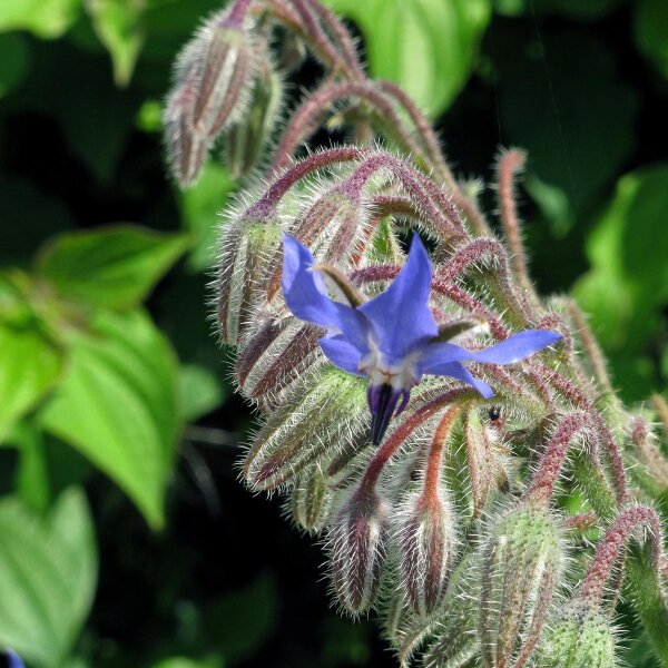 Borretsch (Borago officinalis) Bio Saatgut