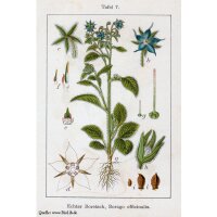 Borretsch (Borago officinalis) Bio Saatgut