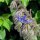 Borretsch (Borago officinalis) Bio Saatgut