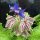 Borretsch (Borago officinalis) Bio Saatgut