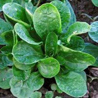 Rapunzelsalat / Feldsalat Dunkelgrüner Vollherziger (Valerianella locusta) Bio Saatgut