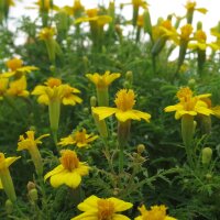 Gelbe Gewürztagetes / Schmalblättrige...