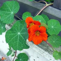 Kapuzinerkresse (Tropaeolum majus) Bio Saatgut