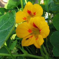 Kapuzinerkresse (Tropaeolum majus) Bio Saatgut