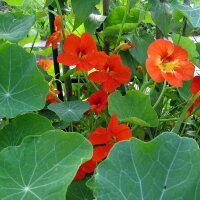 Kapuzinerkresse (Tropaeolum majus) Bio Saatgut