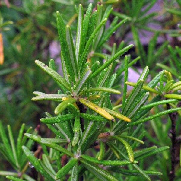 Rosmarin (Rosmarinus officinalis) Bio Saatgut