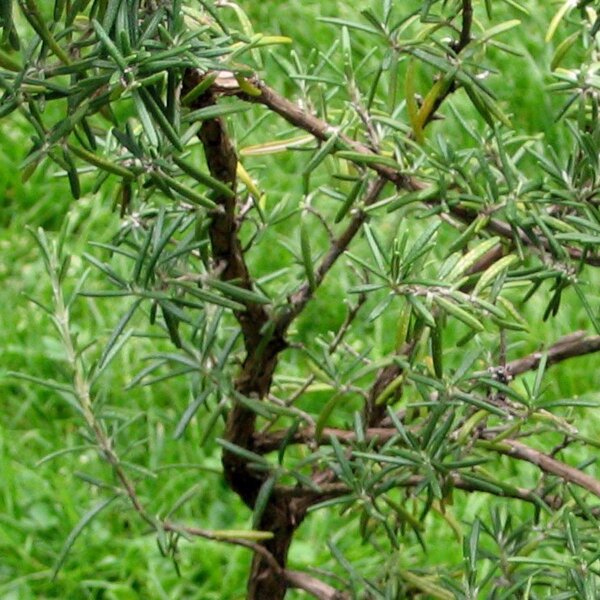 salat saatgut Saatgut Asia-Salat-Mischung - Lactuca sativa