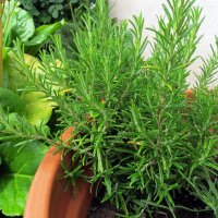 Rosmarin (Rosmarinus officinalis) Bio Saatgut