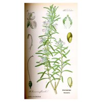 Rosmarin (Rosmarinus officinalis) Bio Saatgut
