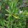 Rosmarin (Rosmarinus officinalis) Bio Saatgut