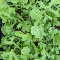 Rauke / Garten-Senfrauke / Rucola (Eruca vesicaria subsp....
