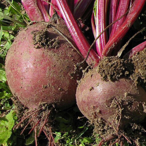 Rote Bete Boltardy (Beta vulgaris) Samen