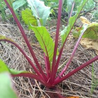 Rote Bete Boltardy (Beta vulgaris) Samen