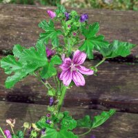 Weg-Malve (Malva neglecta) Samen