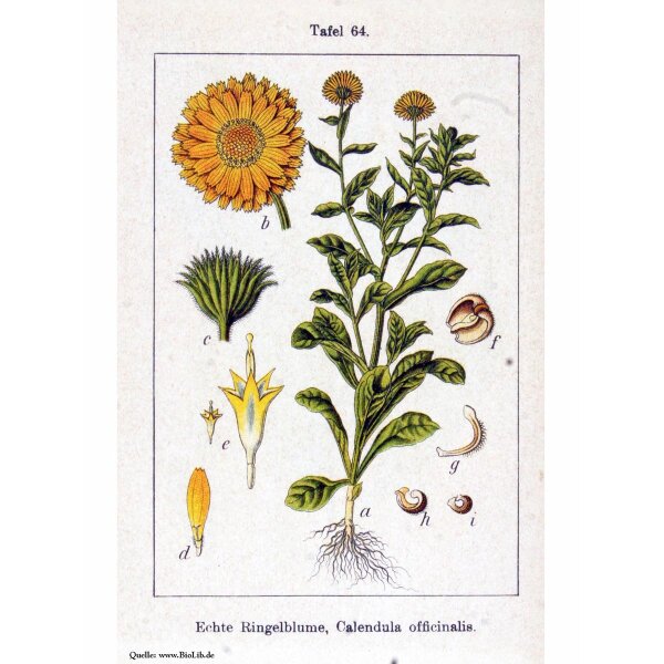 saatgut kaninchenwiese Kaninchenwiese Samen 5 qm Kräuterwiese für Kaninchen und Meerschweinch –  Gardenox-Natur main image 1