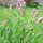 Echter Salbei (Salvia officinalis) Bio Saatgut