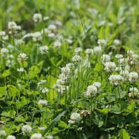 Weißklee (Trifolium repens) Samen