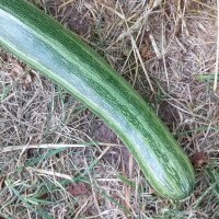 Zucchini Cocozelle di Tripolis (Cucurbita pepo) Bio Saatgut