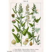 Grüne Gartenmelde (Atriplex hortensis) Bio Saatgut