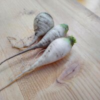 Teltower Rübchen (Brassica rapa var. teltowiensis)...