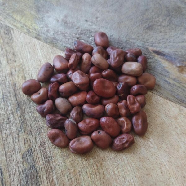 Pferdebohne / Ackerbohne (Vicia faba) Bio Saatgut