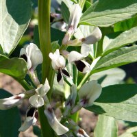 Pferdebohne (Vicia faba) Bio Saatgut