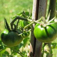 Tomate Schwarze Krim (Solanum lycopersicum) Bio Saatgut