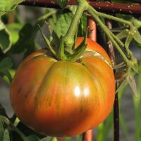 Tomate Schwarze Krim (Solanum lycopersicum) Bio