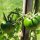 Tomate Schwarze Krim (Solanum lycopersicum) Bio Saatgut