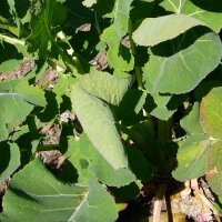 Steckrübe Gelbe Wilhelmsburger (Brassica napus) Bio...