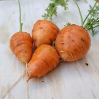 Ochsenherz Möhre Oxheart (Daucus carota) Bio Saatgut