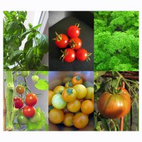 Gute Mischkultur-Partner:Tomaten, Basilikum & Petersilie (Bio) - Samen-Geschenkset