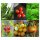Gute Mischkulturpartner:Tomaten, Basilikum & Petersilie (Bio) - Samen-Geschenkset