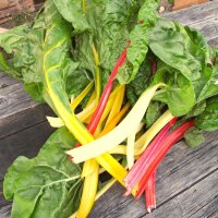 Bunter Mangold Five Colours (Beta vulgaris ssp.vulgaris)...