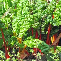 Bunter Mangold Five Colours (Beta vulgaris ssp.vulgaris)...