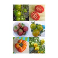 Bunte alte Tomatensorten - Samenset